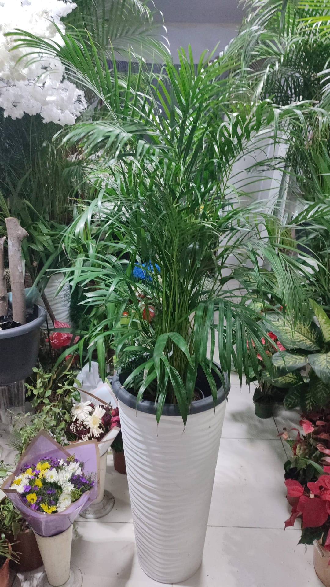 palmiye-fuar-bitki-kiralama
