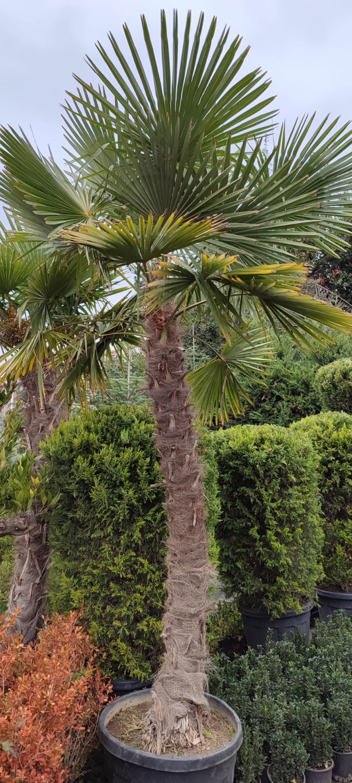  ,palmiye-ağaci-kiralama